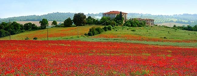 Tuscany - Courses in the teacher’s home Tuscany for mature studend 50+